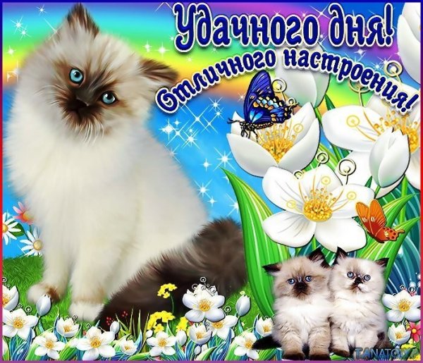 Пожелания удачного дня