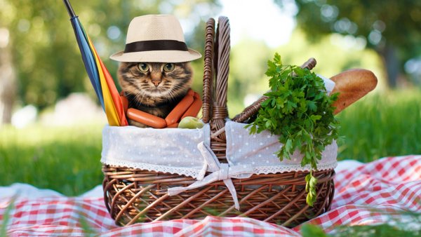 Кот отдыхает на природе