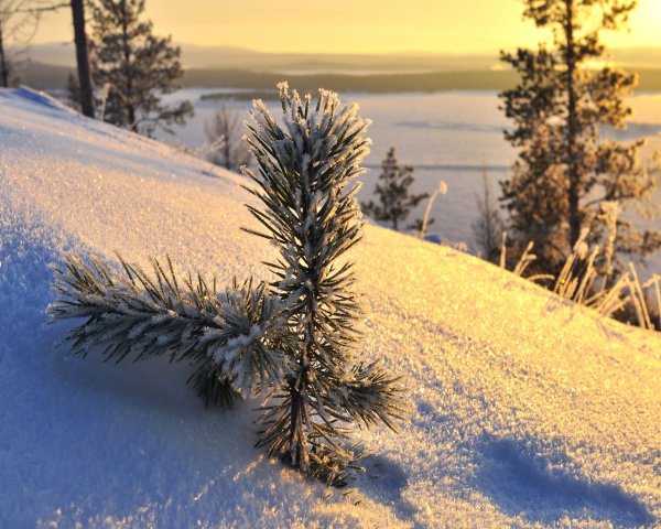 Снежное утро