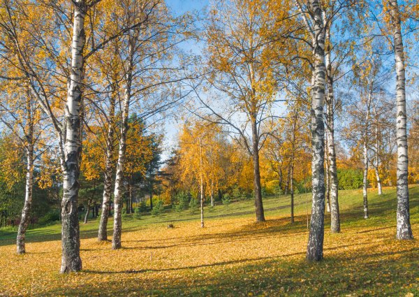 Солнечного Октябрьского дня