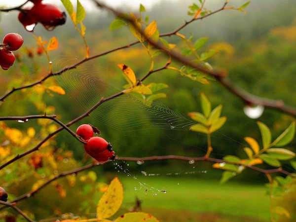 Доброе Октябрьское утро