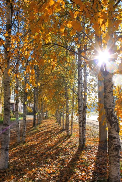 Осенний приветик