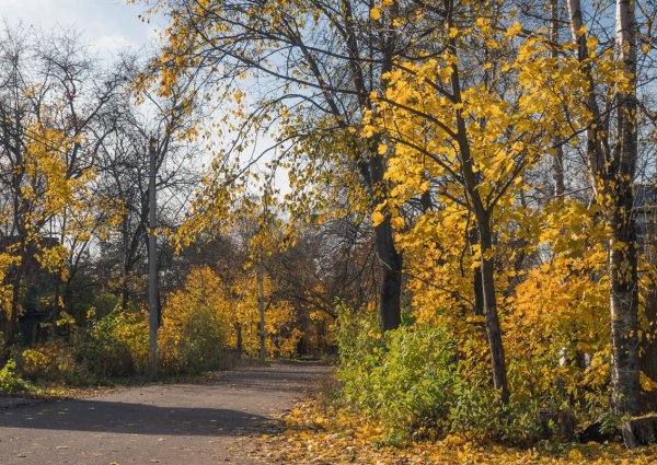 Картинки с добрым утром осенние