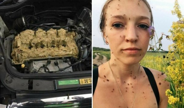 Неудачный день в картинках