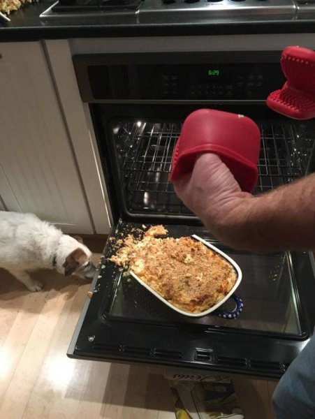 Фото жирного Бобика