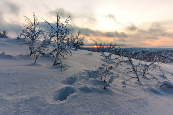 Полярный лень картинки