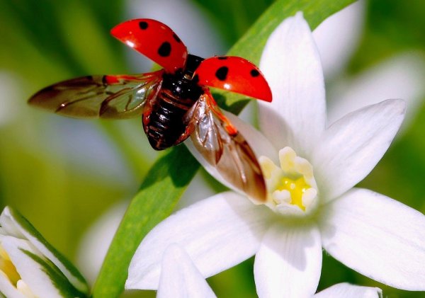 Ожья коровка ПВ полёте