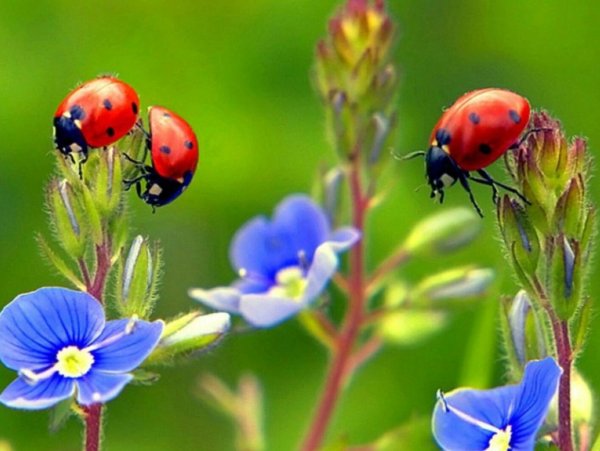 Божья коровка на лугу