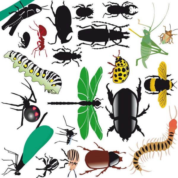 Насекомые на р