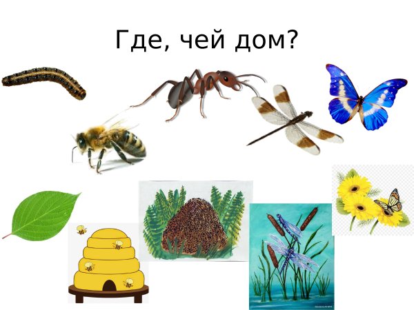 Насекомые для детей