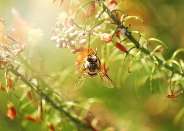 Пчелы в лесу на цветах