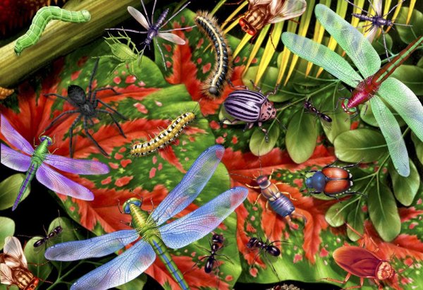 Мир насекомых