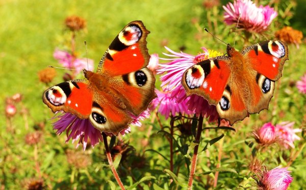 Бабочки в природе