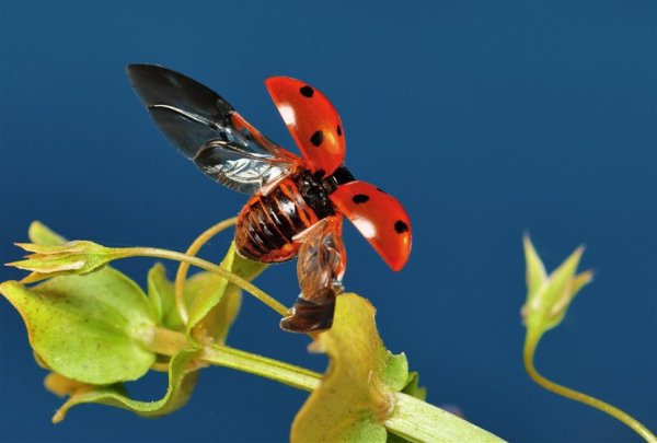 Планета насекомых