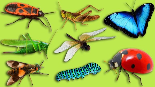 Изучаем насекомых с детьми