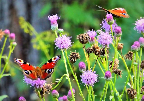 Насекомые летом в лесу