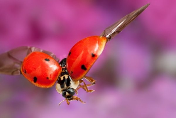 Божья коровка летит