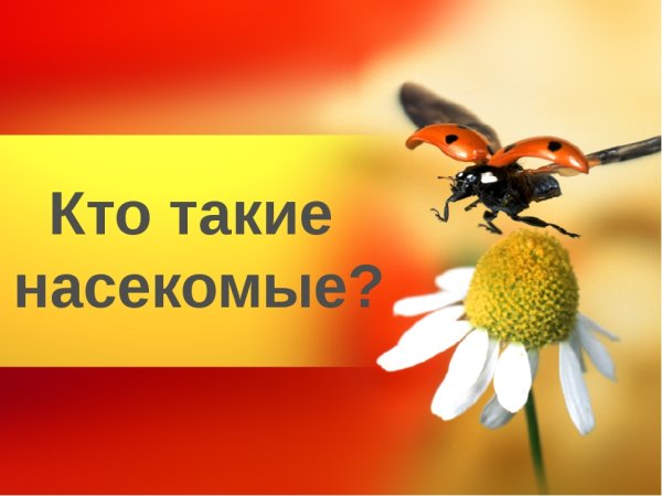 Кто такие насекомые