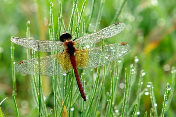 Стрекоза на травинке