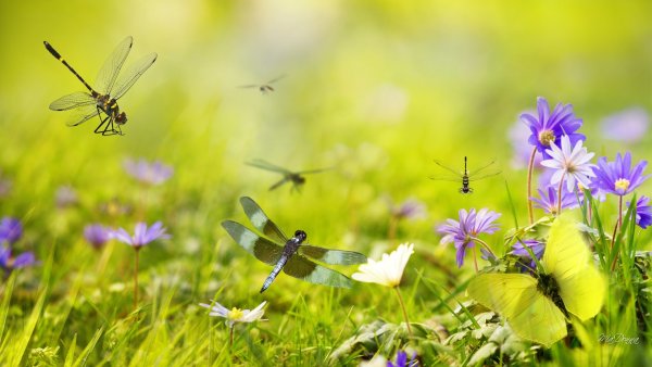 Луг с бабочками