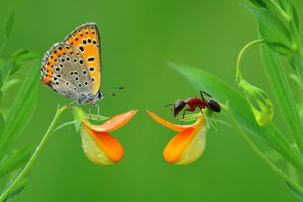 Насекомые в природе
