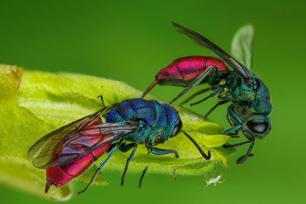 Оса блестянка