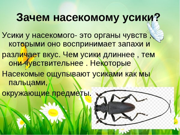 Насекомые с описанием