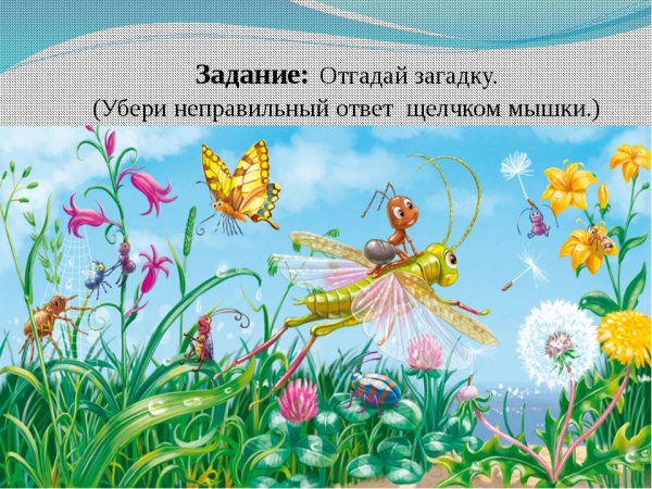 Насекомые на Поляне