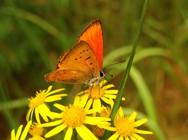 Божьи коровки на цветах