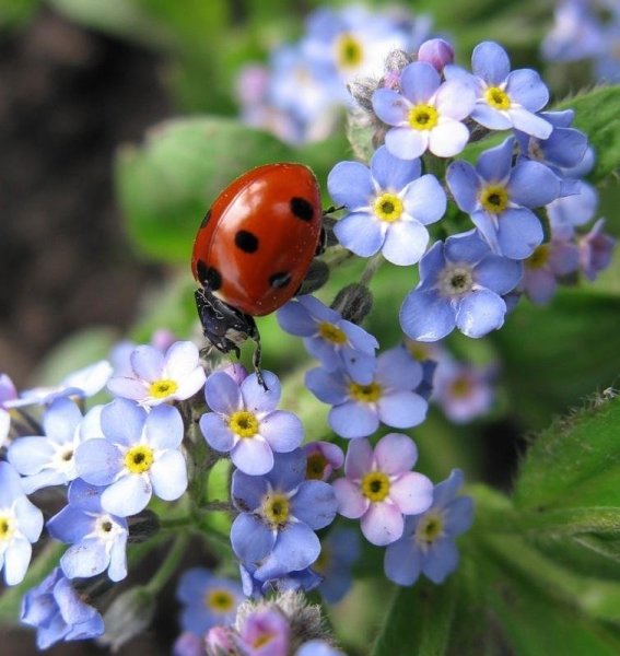 Кузнечик в траве
