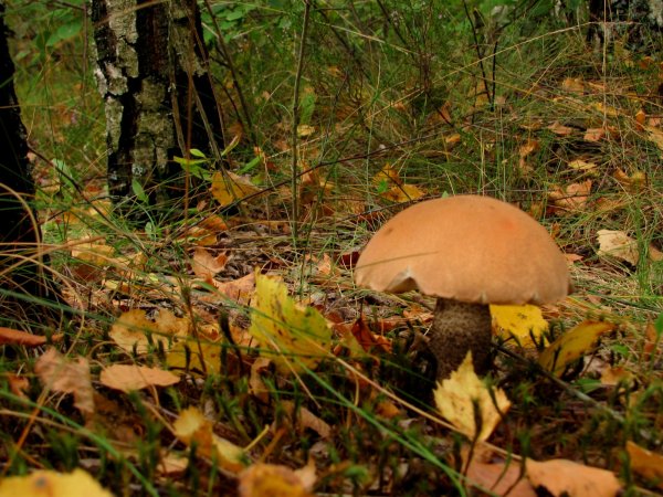 Открытки с днем Лесной промышленности