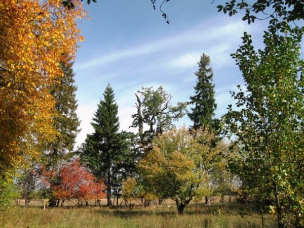 День лесника