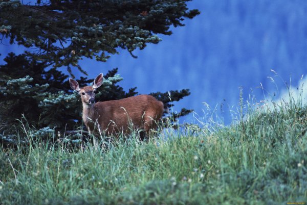 Поздравление с днем работника леса