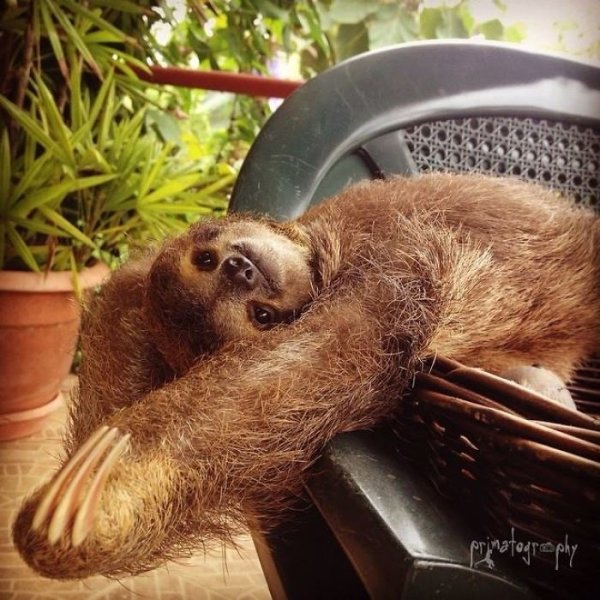 Международный день ленивца (International Sloth Day)