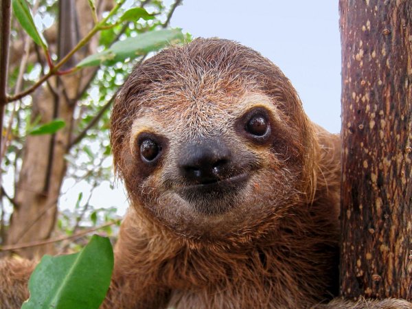 Международный день ленивца 20 октября