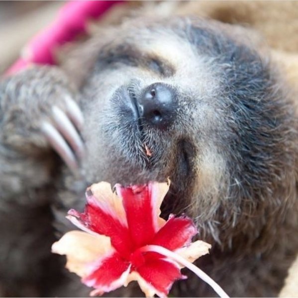 Ленивец праздничный