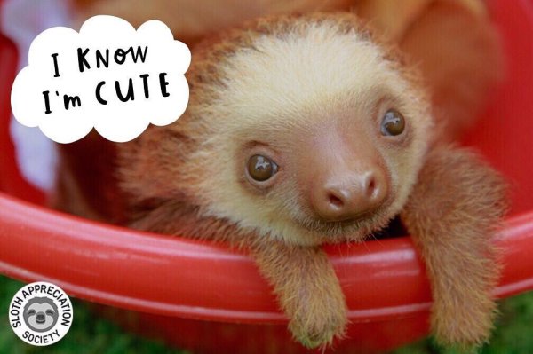 Всемирный день ленивца