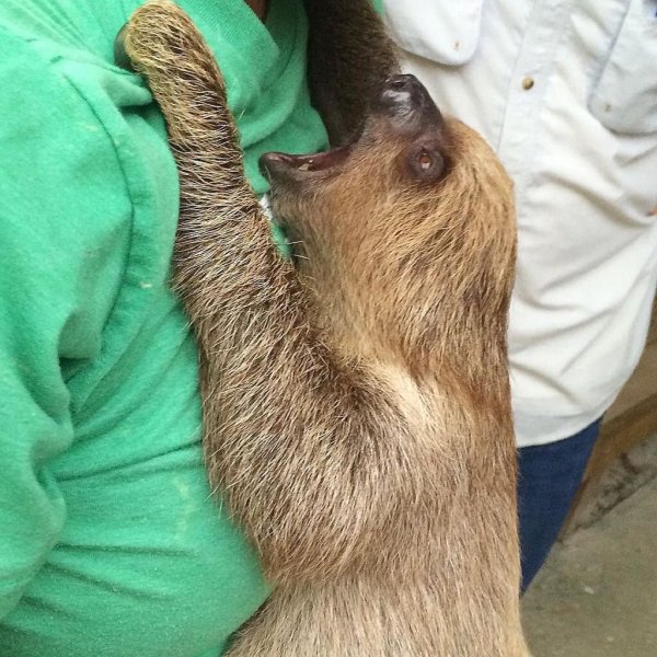 День ленивца