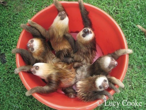 Ленивцы ведро лени