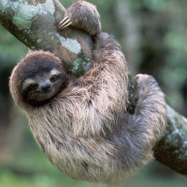 Ленивец спит