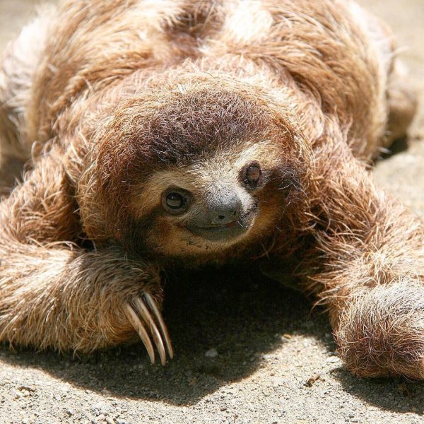 День ленивца