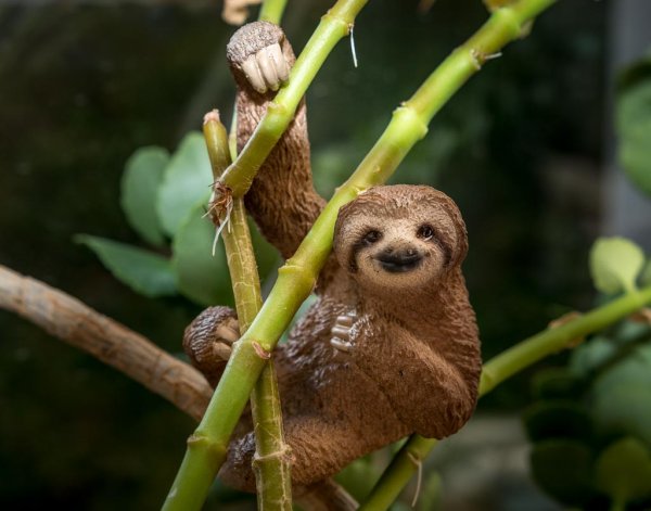 День ленивца 20 октября