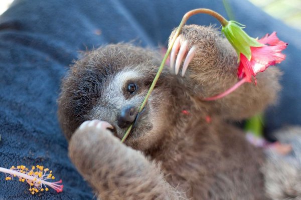 Международный день ленивца (International Sloth Day)