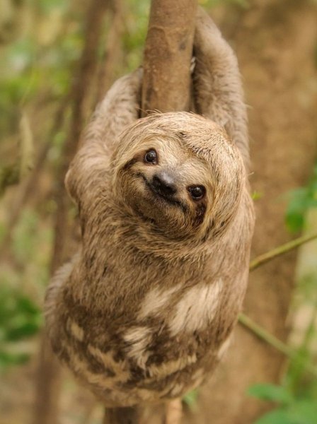 Трёхпалые ленивцы