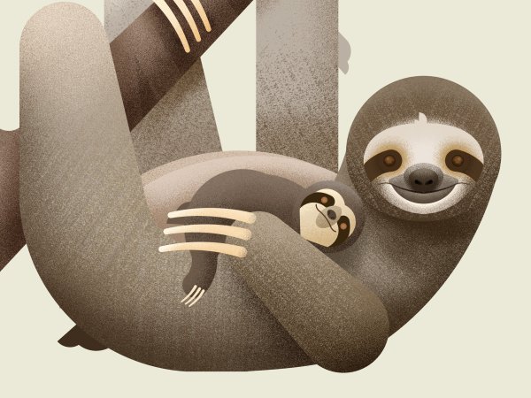 Ленивец Графика