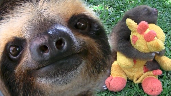 Всемирный день ленивца