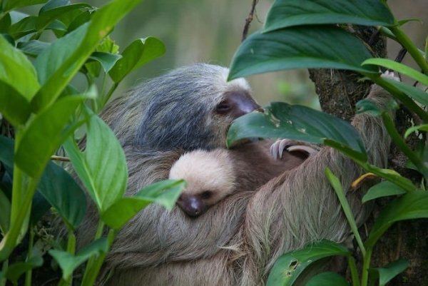 День ленивца (International Sloth Day)