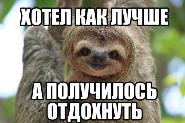 Всемирный день ленивца