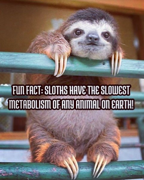 Ленивец фитнес