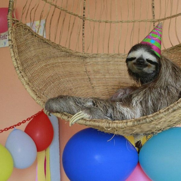 Ленивец в колпаке